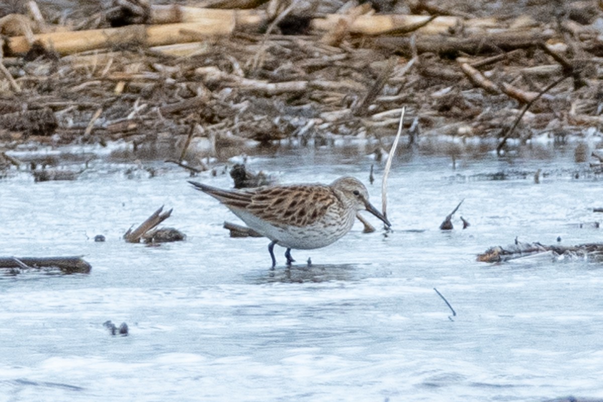 White-rumped Sandpiper - Kevin Powers