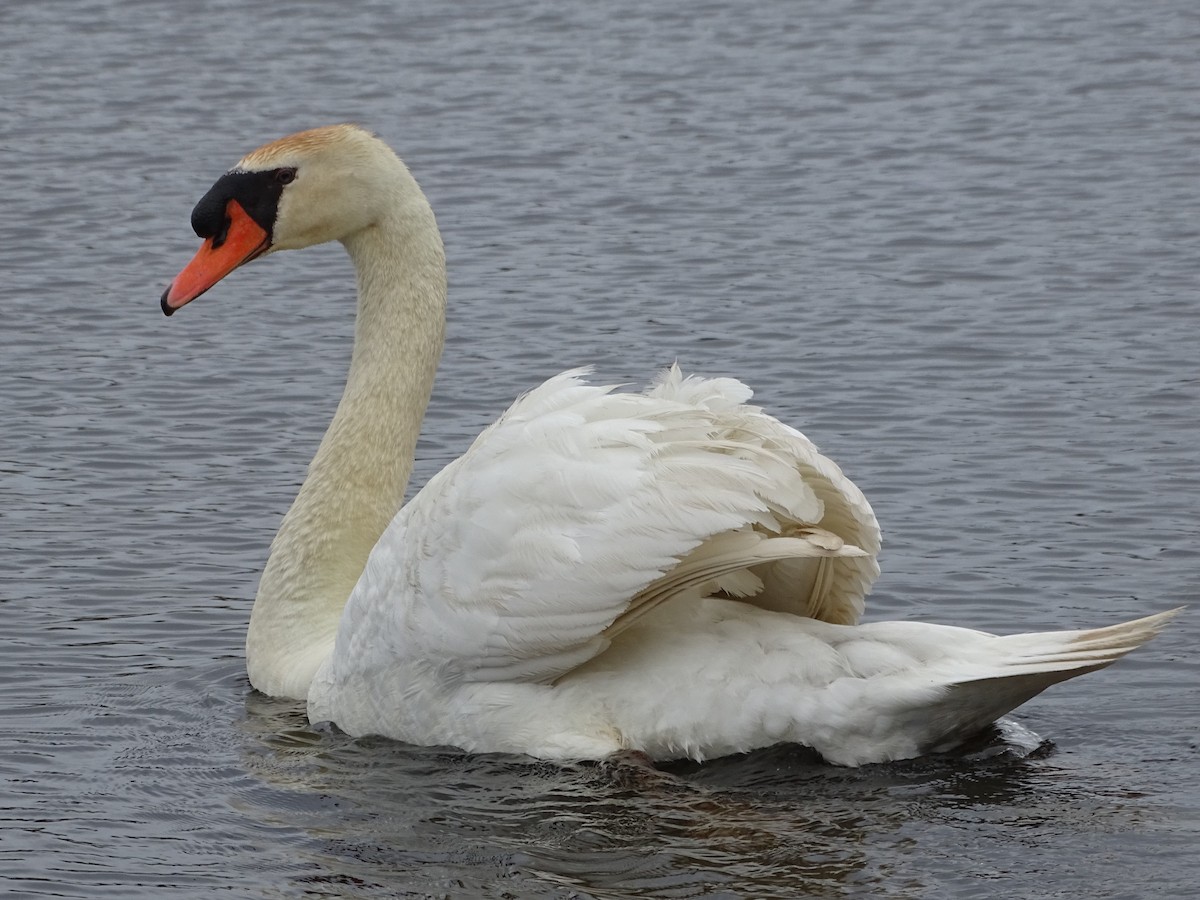 Mute Swan - Shey Claflin