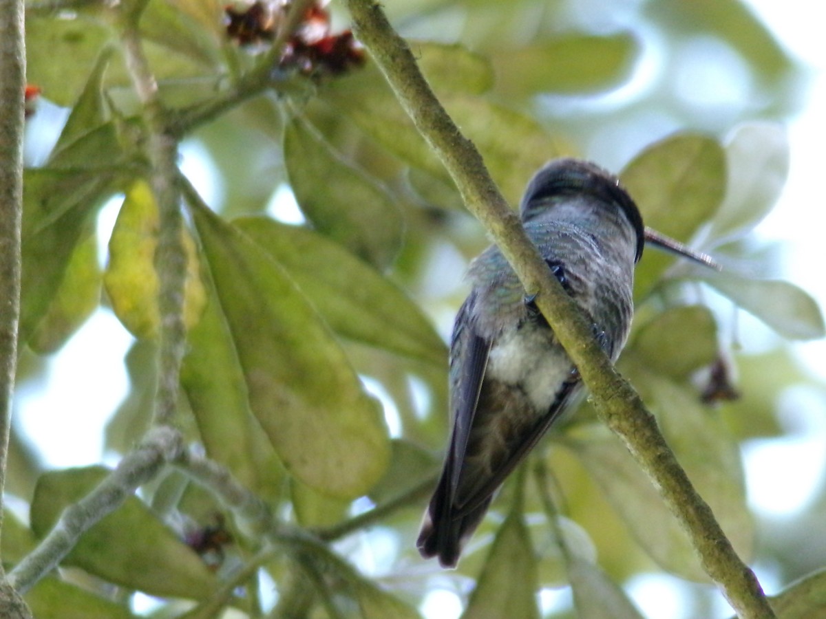 Anna's Hummingbird - Ross Rabkin