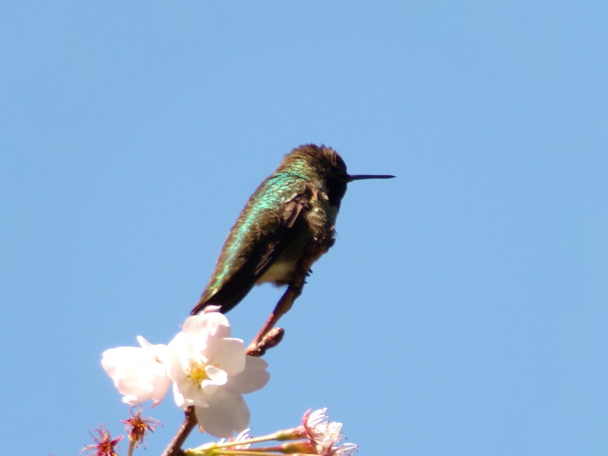 Anna's Hummingbird - ML618121690