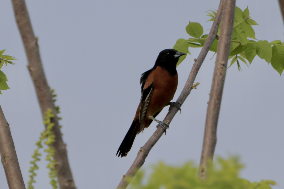 Orchard Oriole - ML618121711