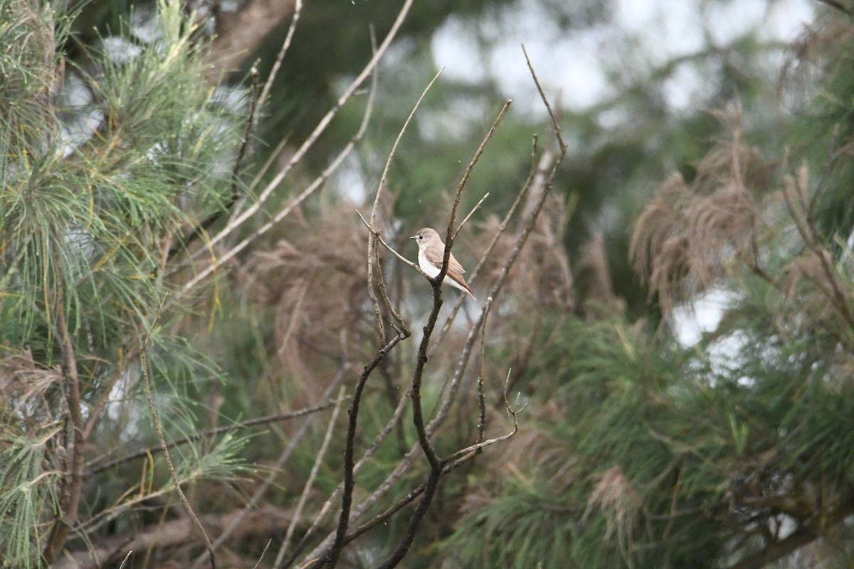 Gray-streaked Flycatcher - Anonymous