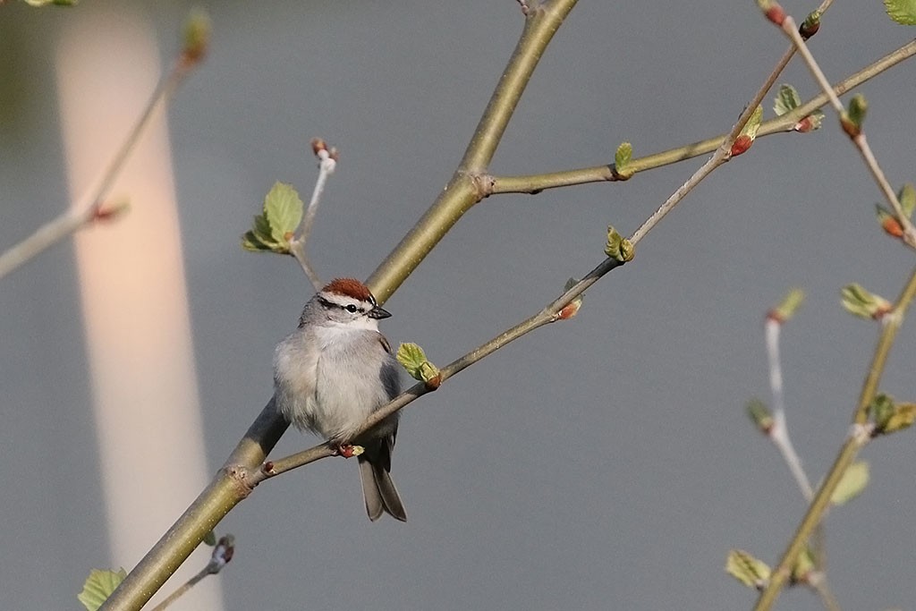 Chipping Sparrow - ML618121729