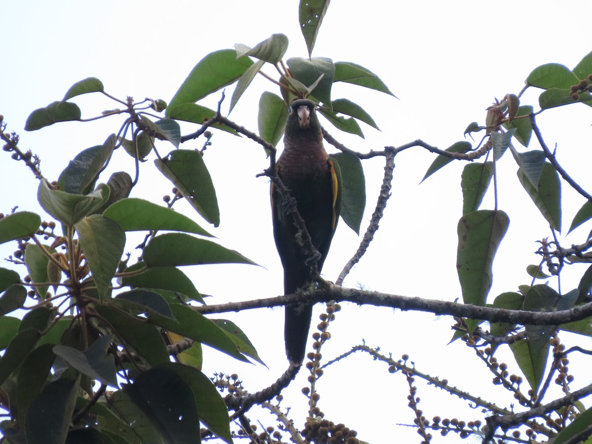 Brown-breasted Parakeet - ML618121734
