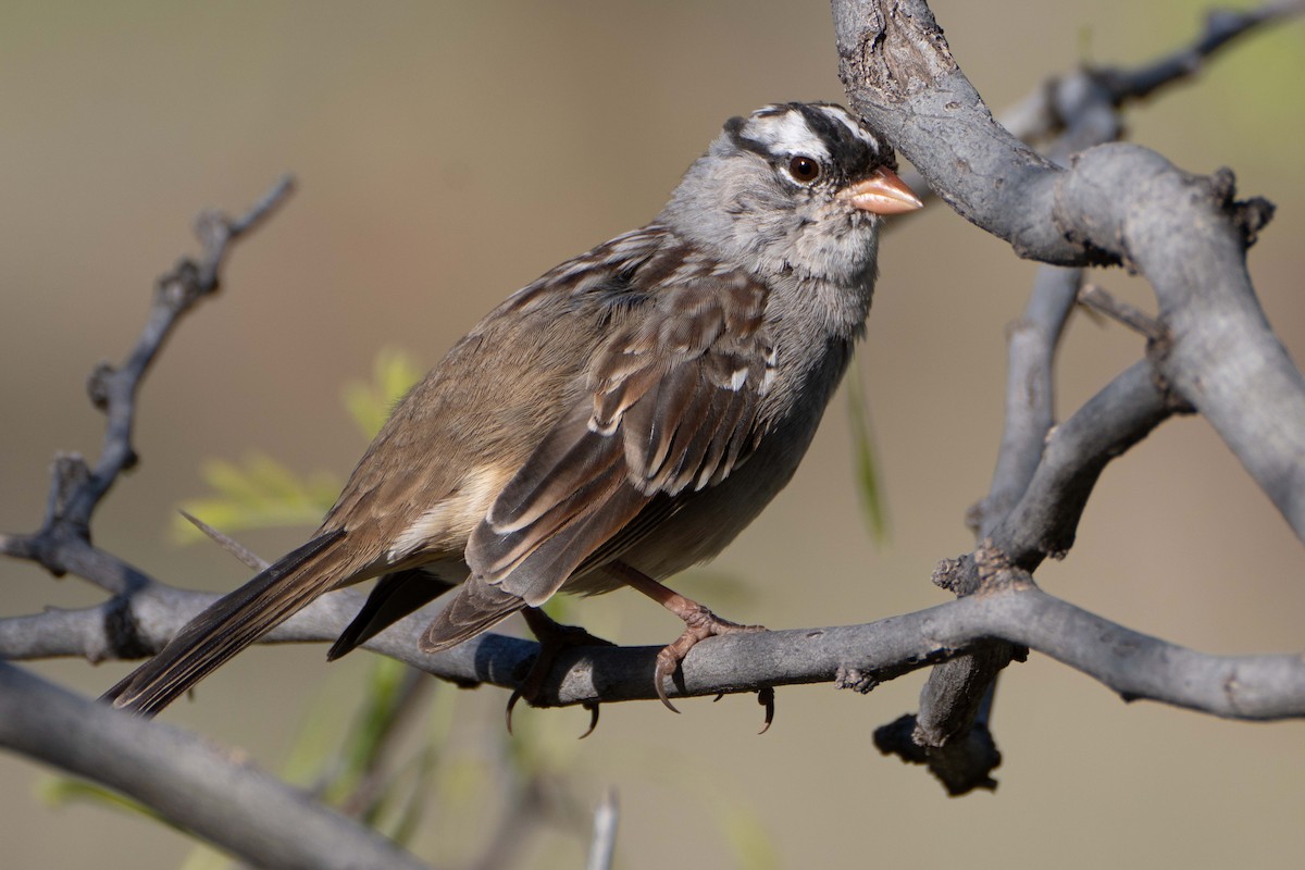 White-crowned Sparrow - ML618121743