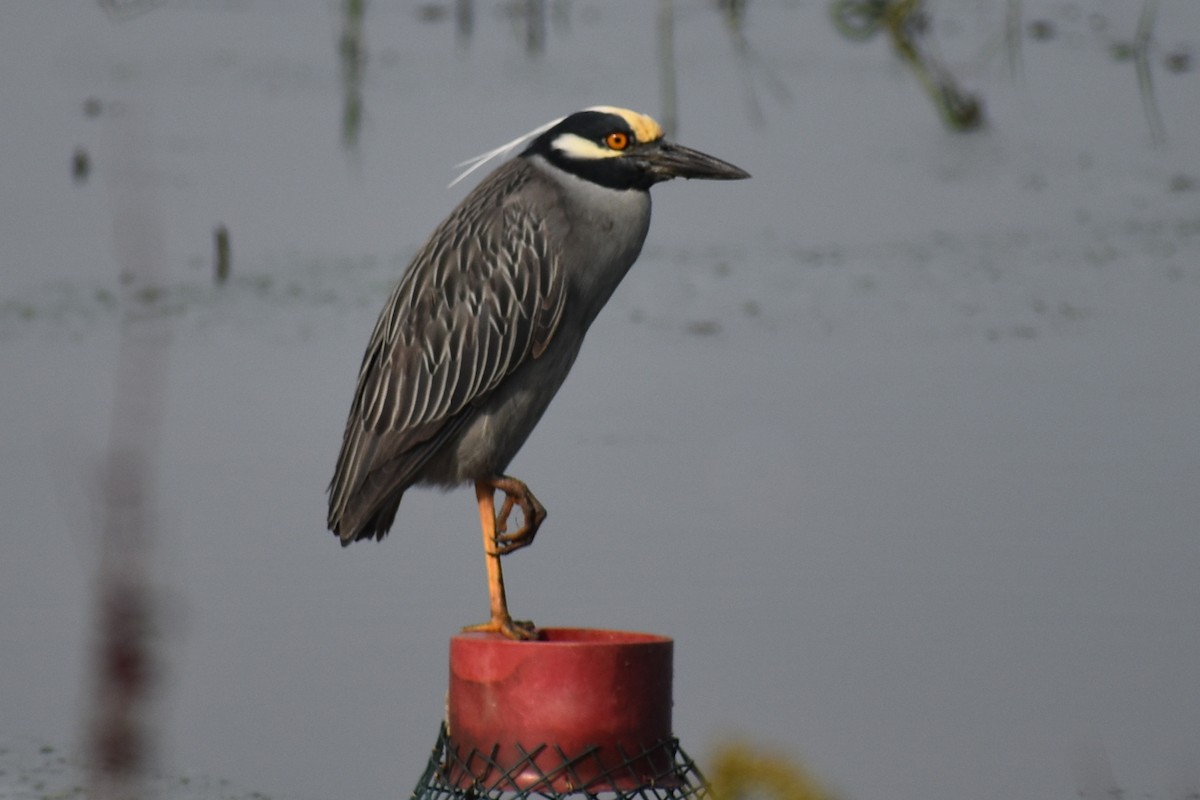Yellow-crowned Night Heron - Claire H