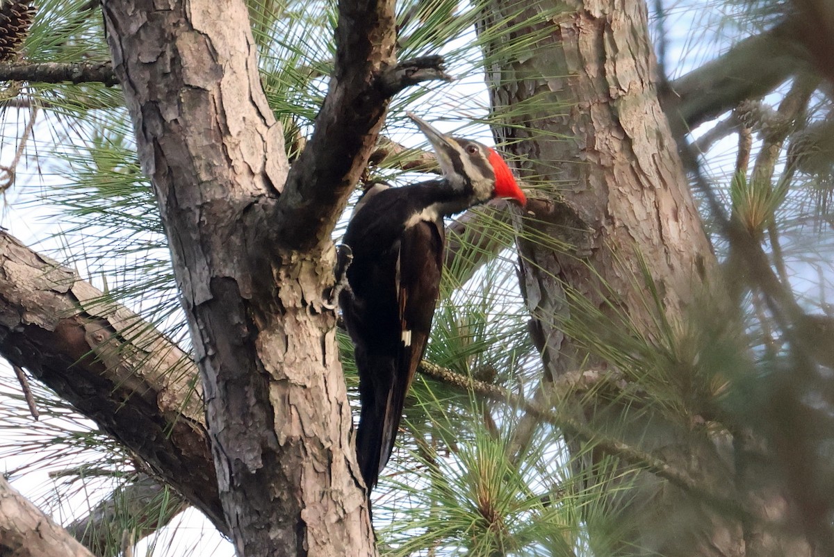 Pileated Woodpecker - ML618121824