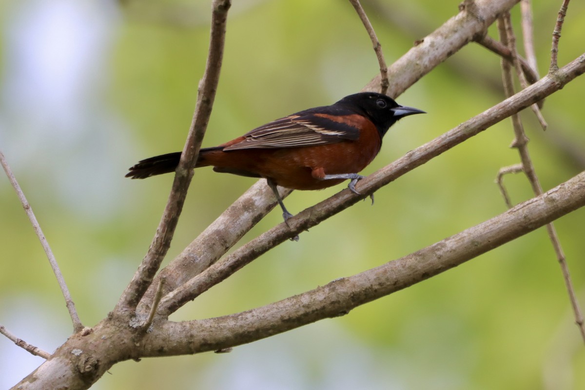 Orchard Oriole - ML618121870