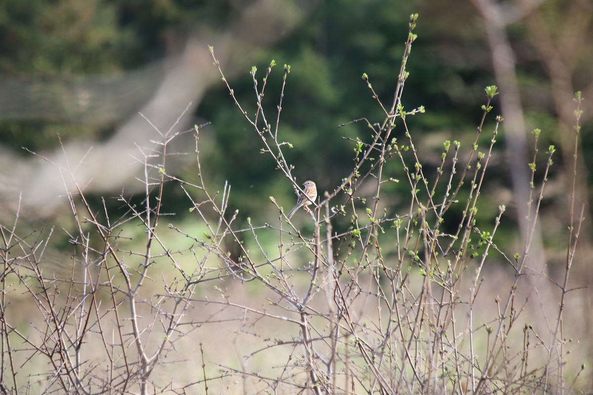 Field Sparrow - ML618121882