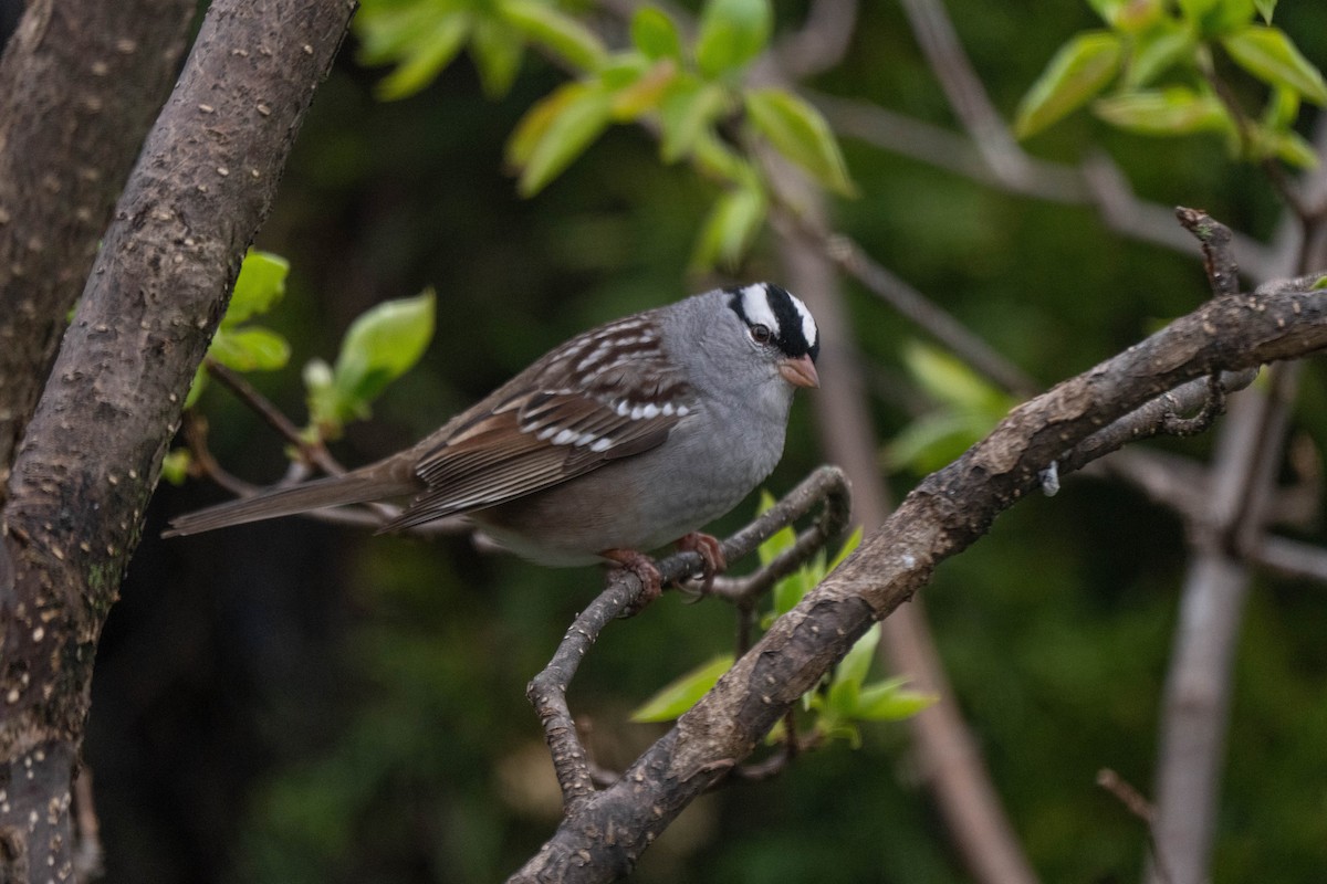 White-crowned Sparrow - ML618121888