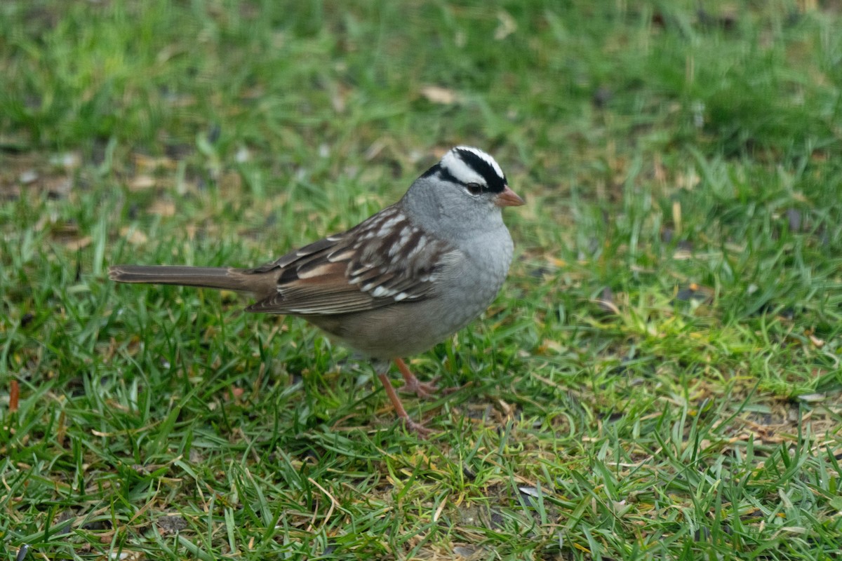 White-crowned Sparrow - ML618121891