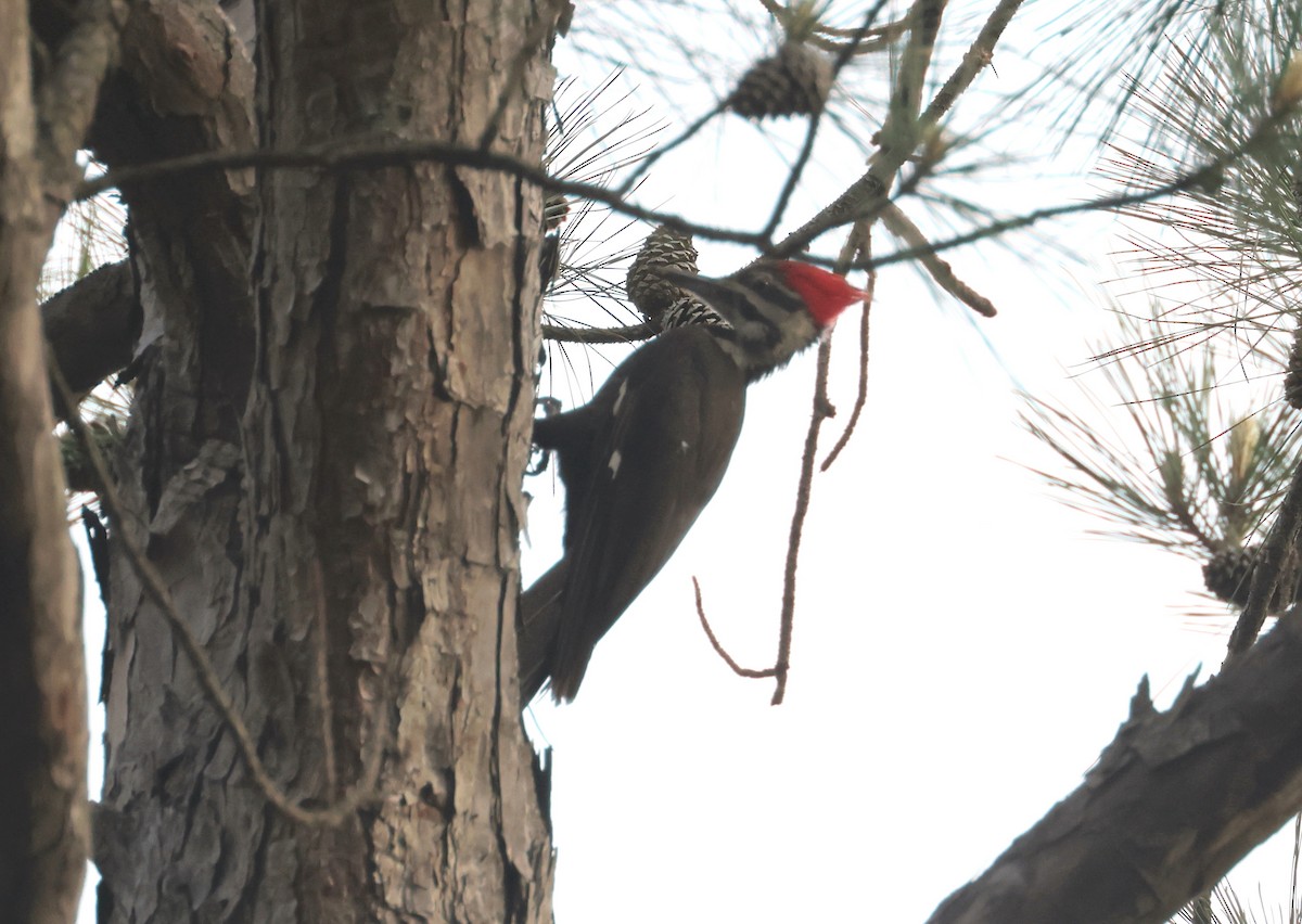 Pileated Woodpecker - John Drummond