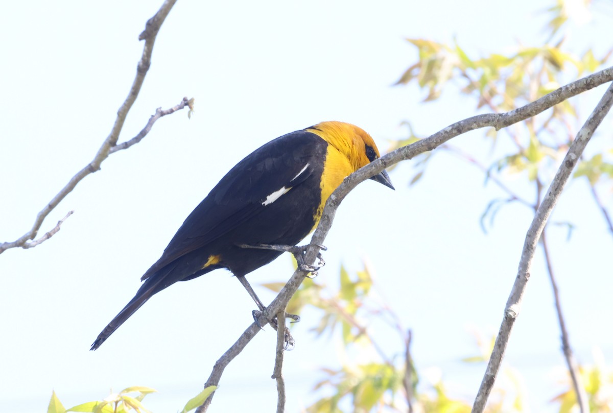 Yellow-headed Blackbird - ML618121913