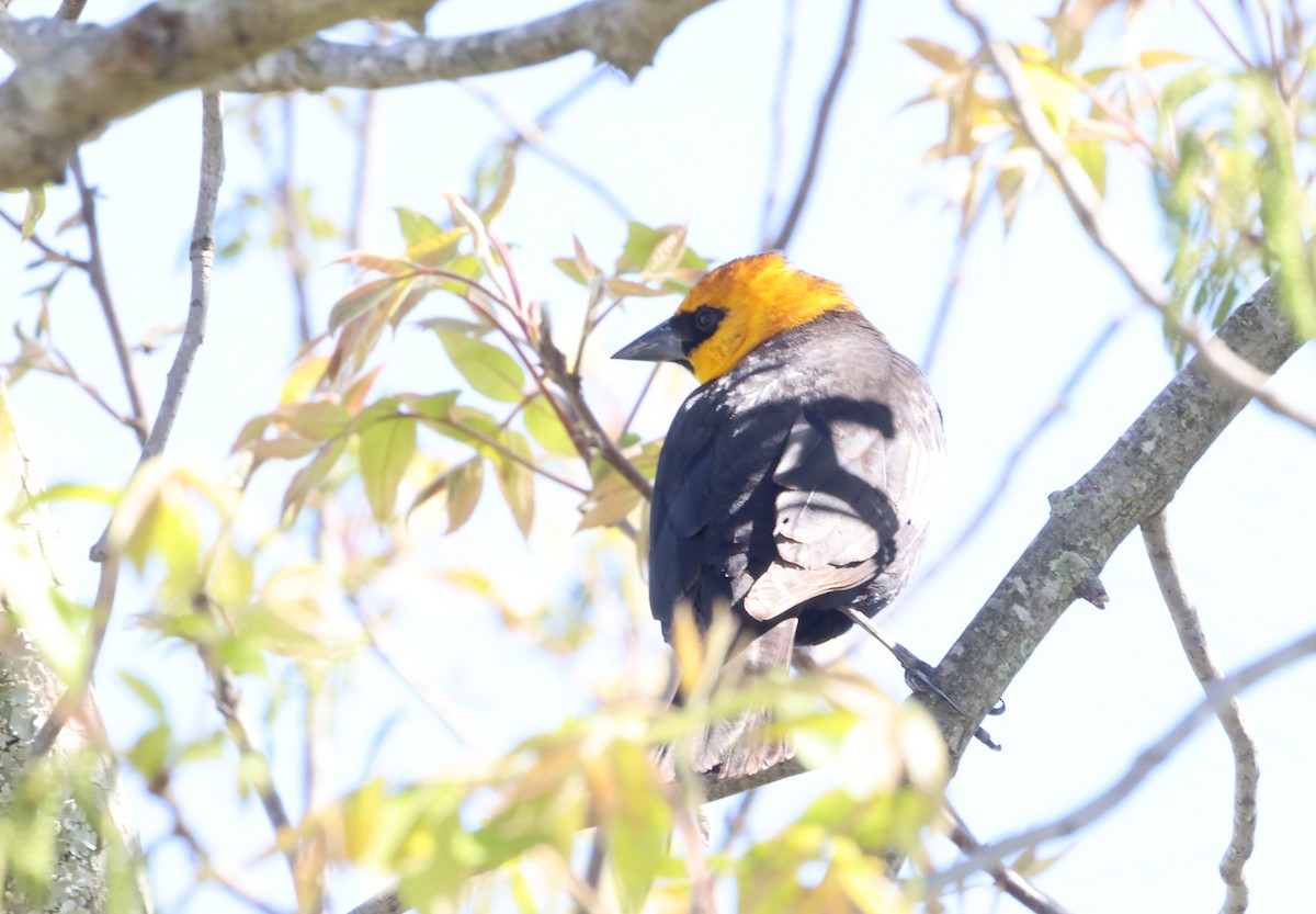 Yellow-headed Blackbird - ML618121914
