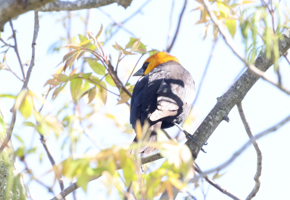 Yellow-headed Blackbird - ML618121915