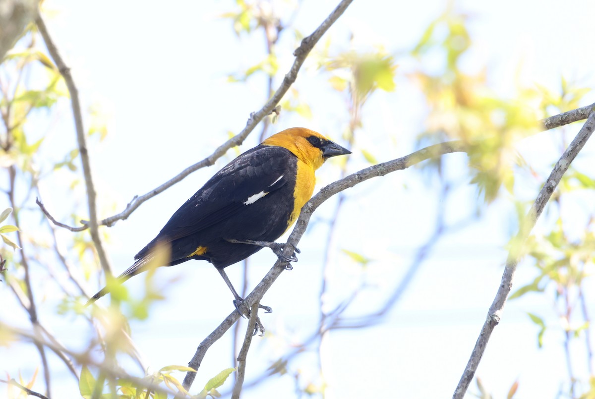 Yellow-headed Blackbird - ML618121916