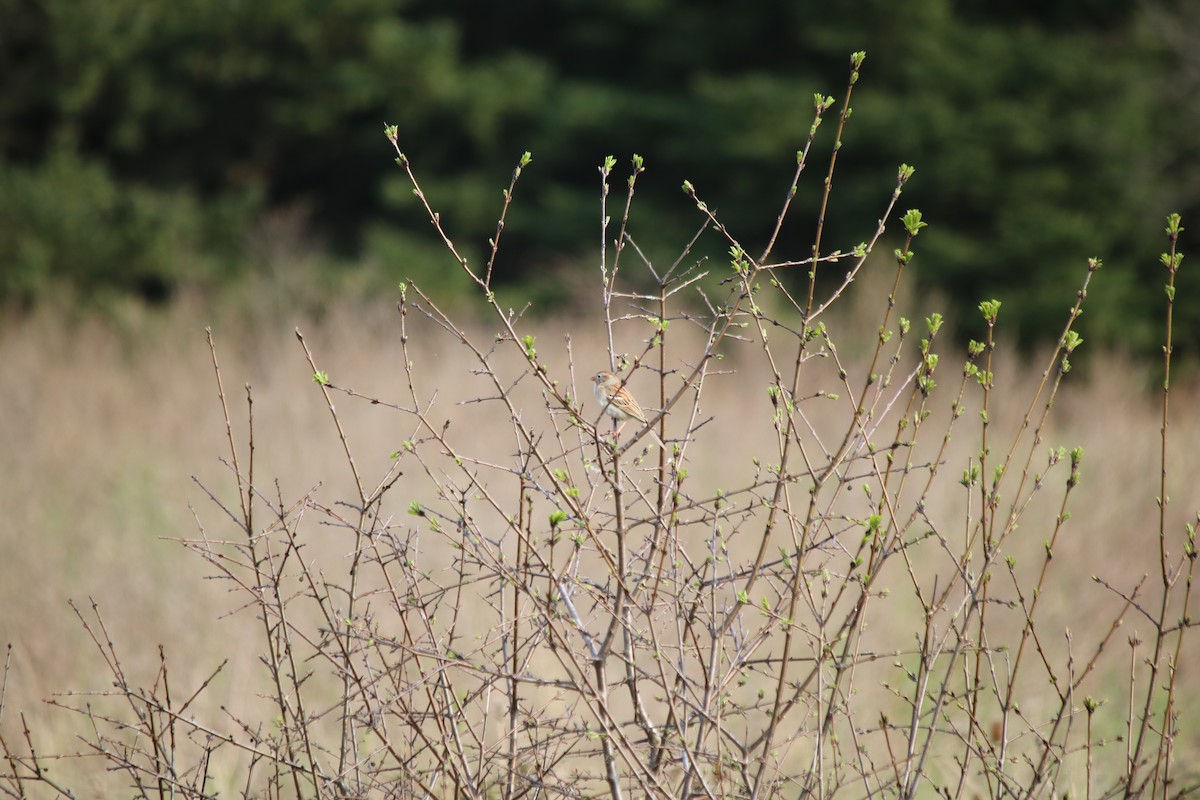 Field Sparrow - Serina T