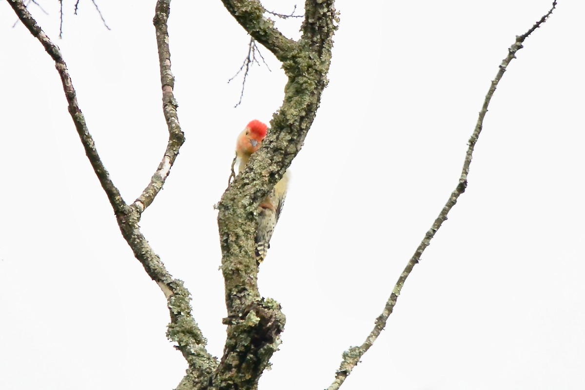 Red-bellied Woodpecker - ML618121957