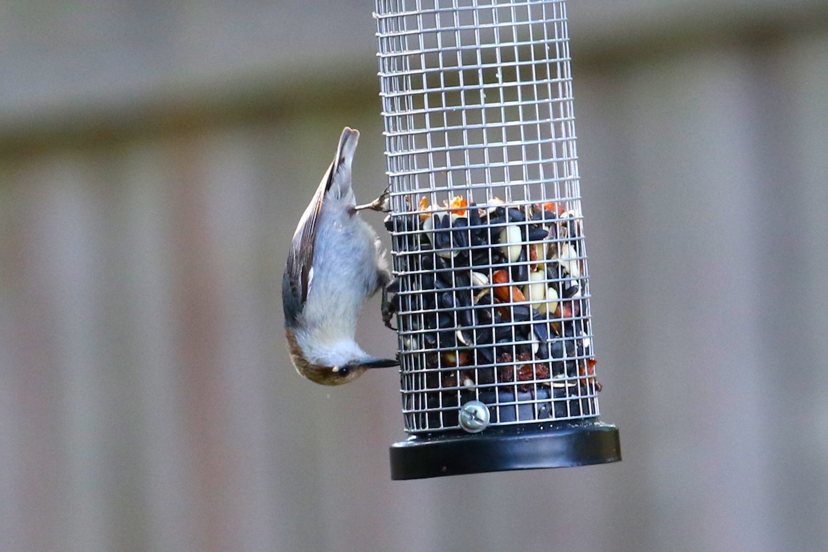 Brown-headed Nuthatch - Ethan Ring