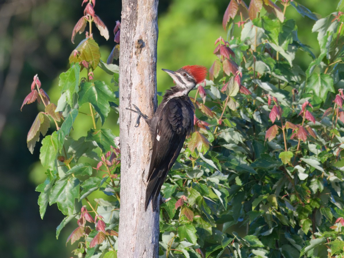 Pileated Woodpecker - Brett Bickel