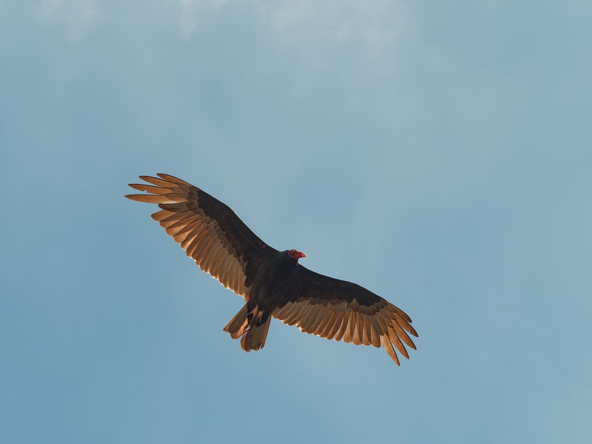 Turkey Vulture - ML618122045