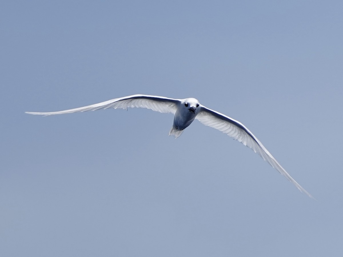White Tern - ML618122101