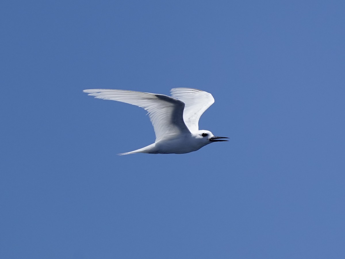 White Tern - ML618122102