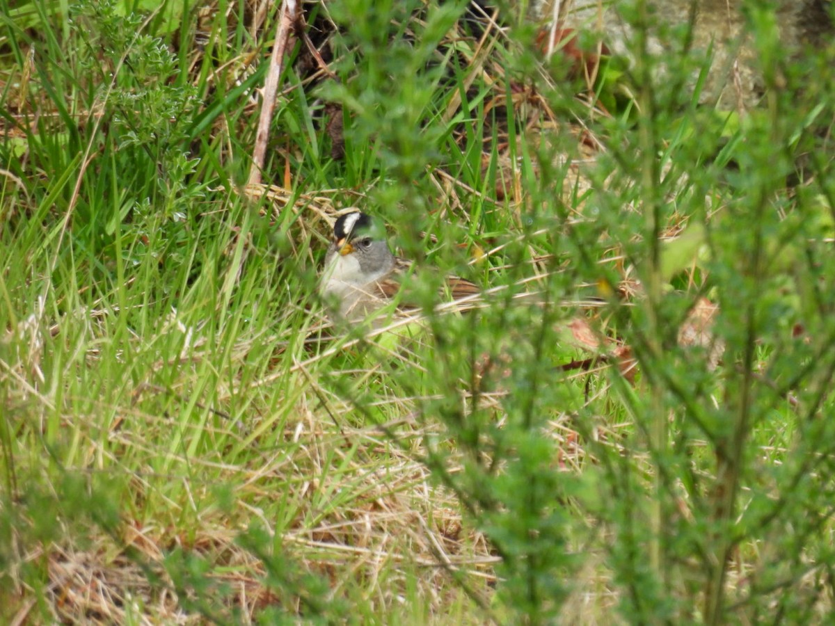 White-crowned x White-throated Sparrow (hybrid) - ML618122107