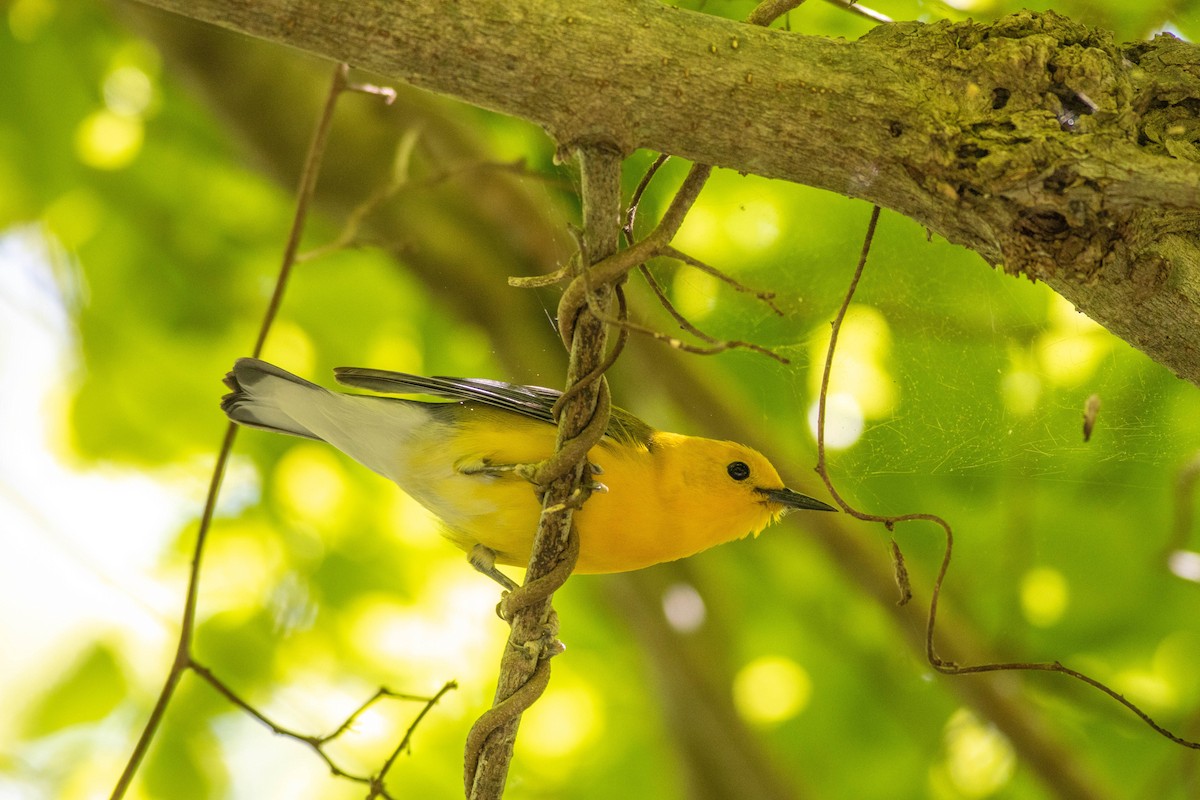 Prothonotary Warbler - John Garrison