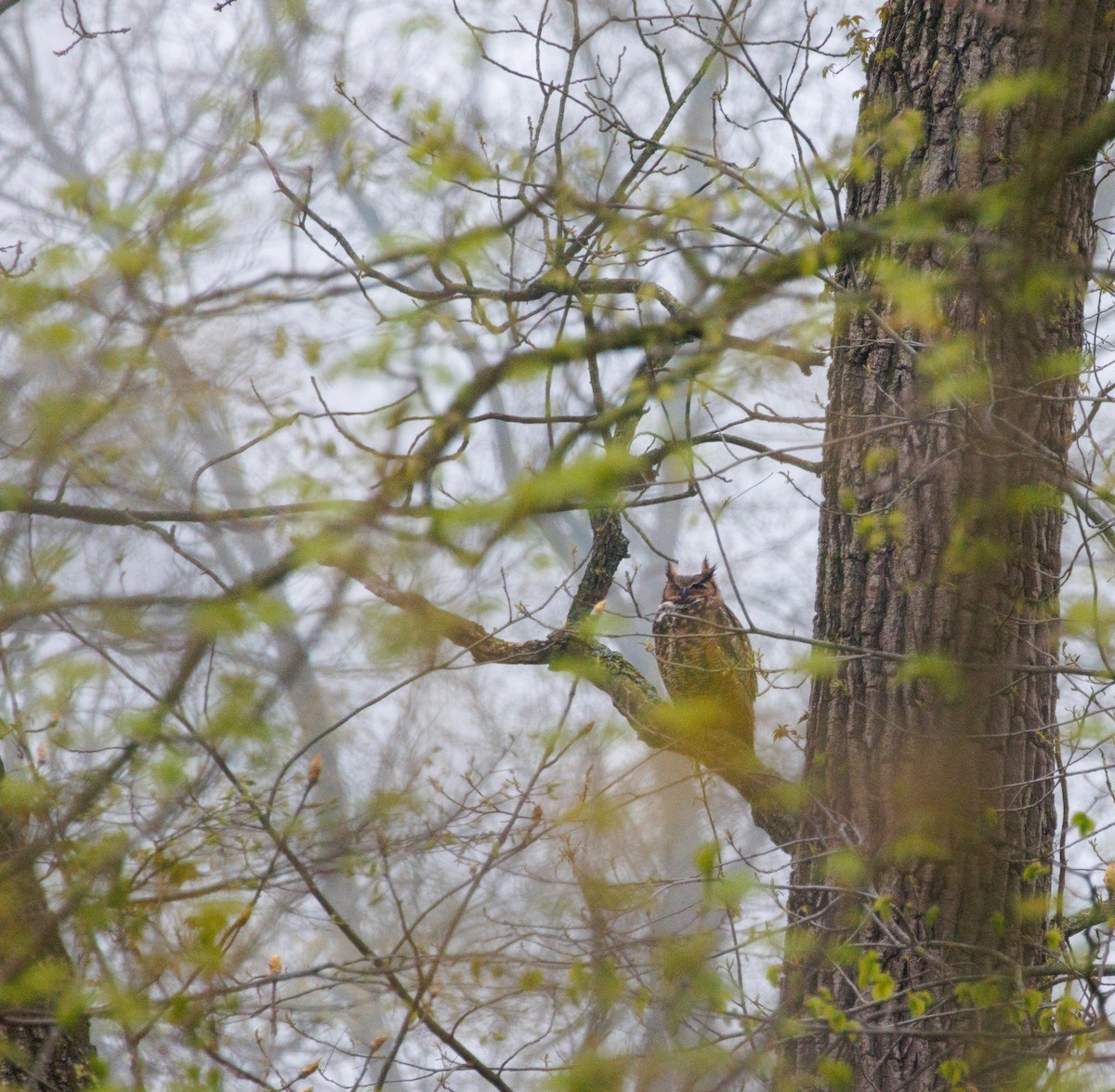 Great Horned Owl - ML618122139