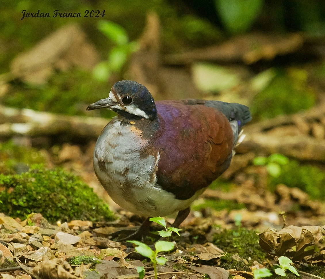 Purple Quail-Dove - ML618122213