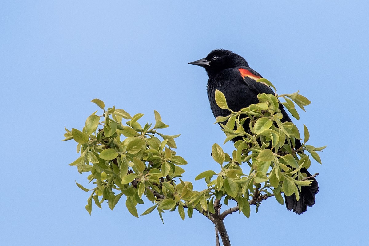 Red-winged Blackbird (Red-winged) - ML618122240