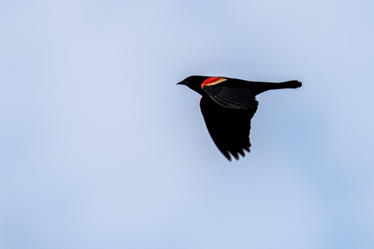 Red-winged Blackbird (Red-winged) - Donna Wadsley