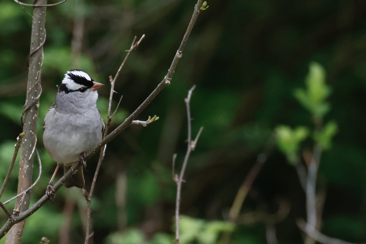 White-crowned Sparrow - Toby Carlstrom