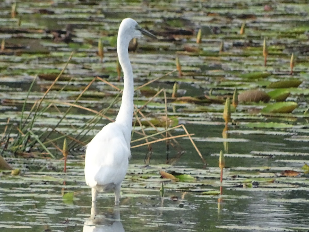 Great Egret - Sri Srikumar