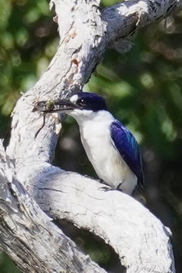 Forest Kingfisher - ML618122277