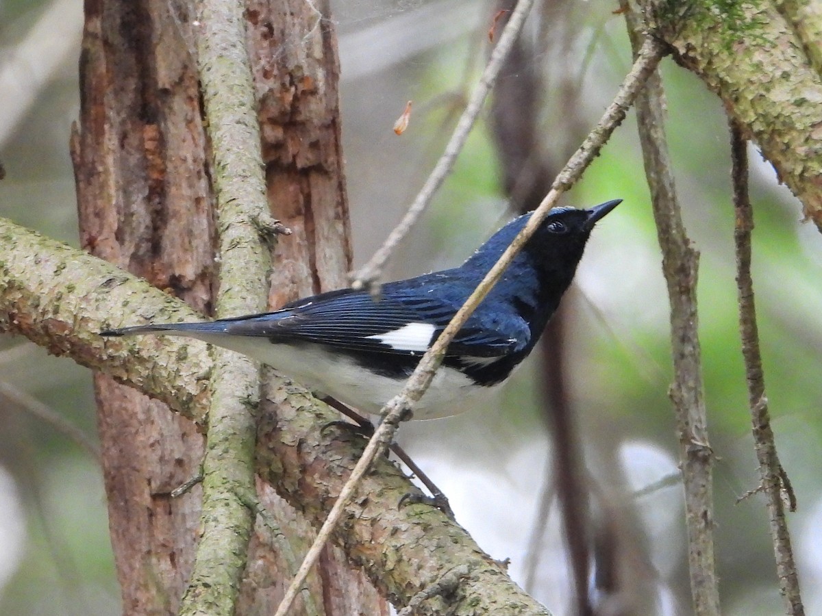 Black-throated Blue Warbler - ML618122278