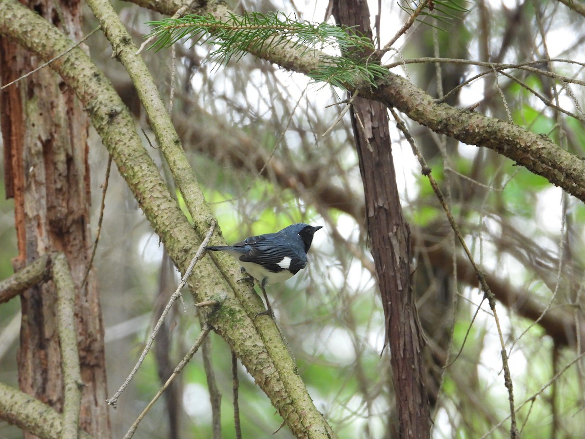 Black-throated Blue Warbler - ML618122279