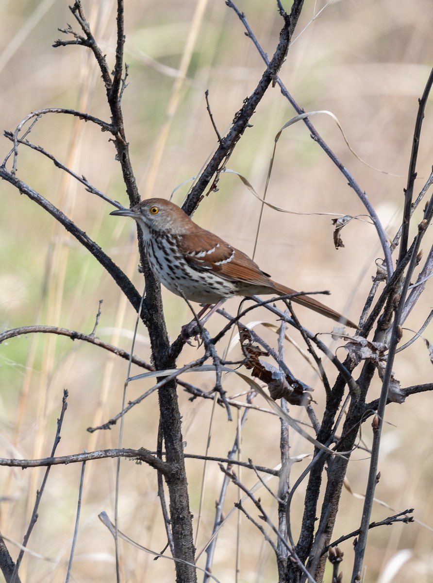Brown Thrasher - Suzy Deese