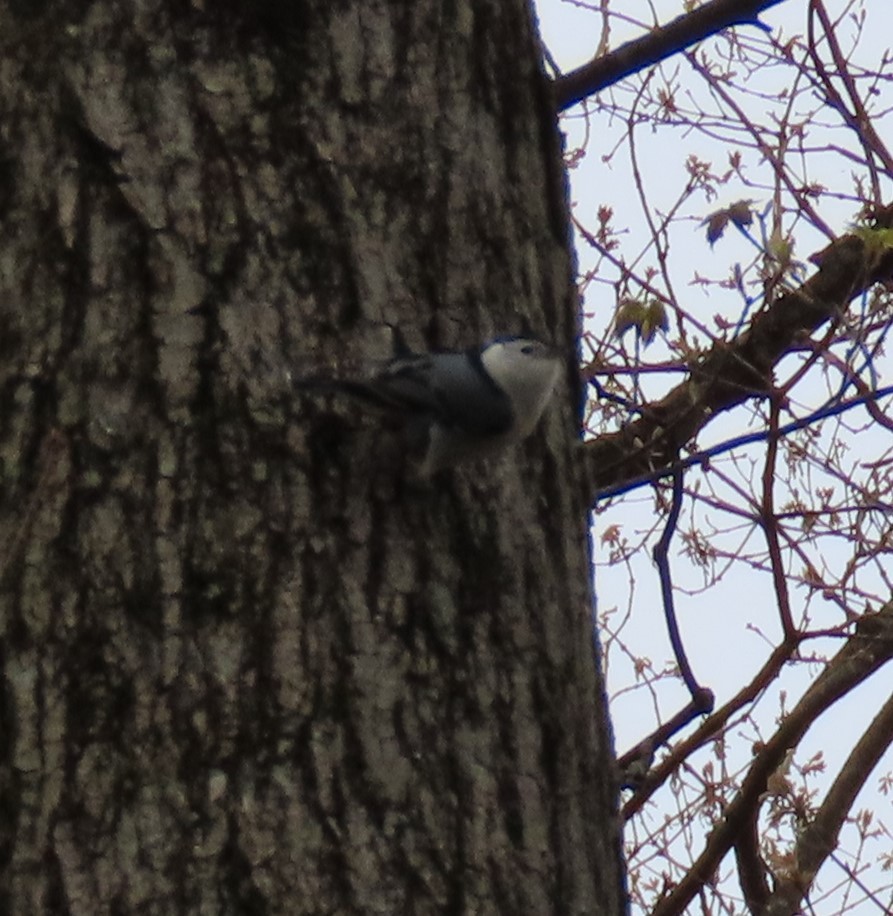 White-breasted Nuthatch - Karen Lintala