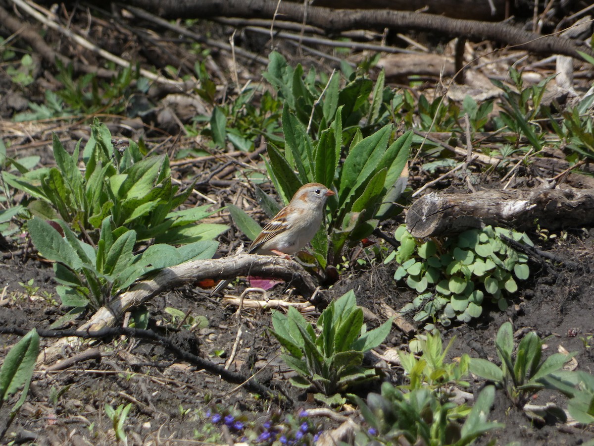 Field Sparrow - ML618122392