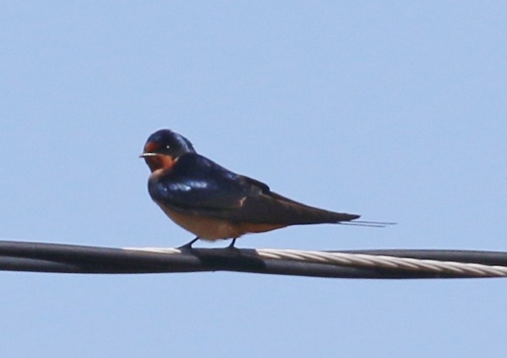 Barn Swallow - ML618122393