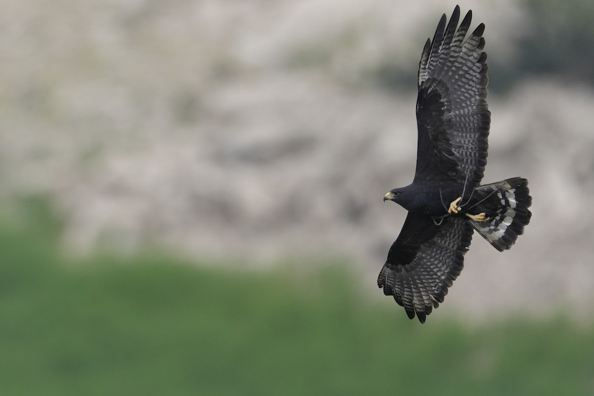 Zone-tailed Hawk - Donald Estep