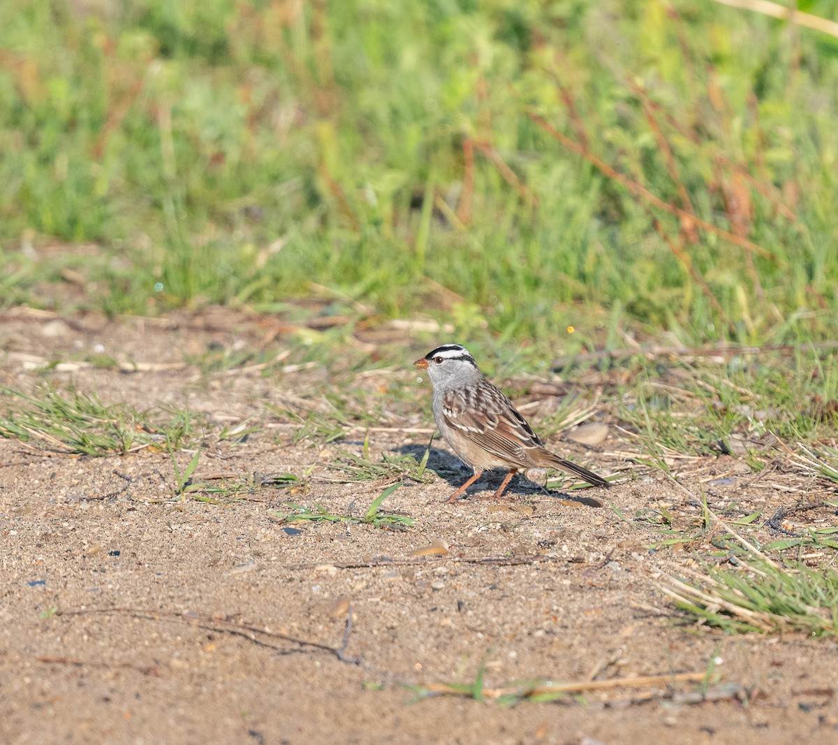 White-crowned Sparrow - ML618122414