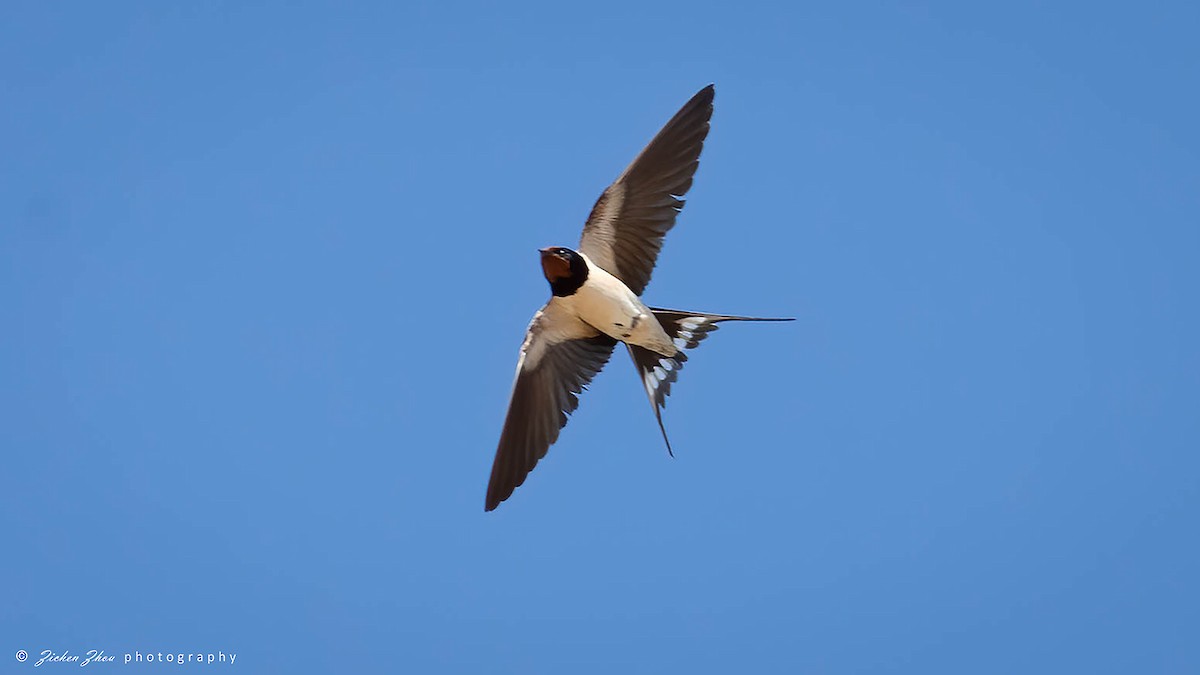 Barn Swallow - ML618122425