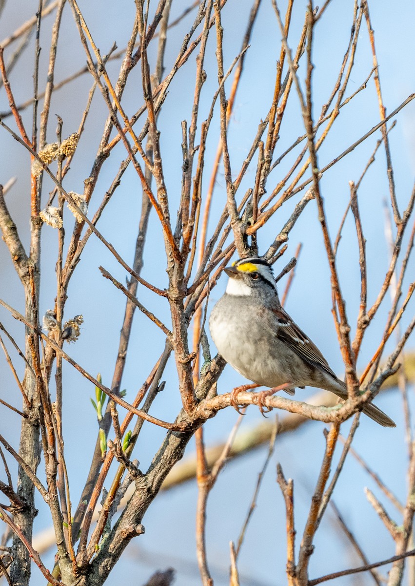 White-throated Sparrow - ML618122448