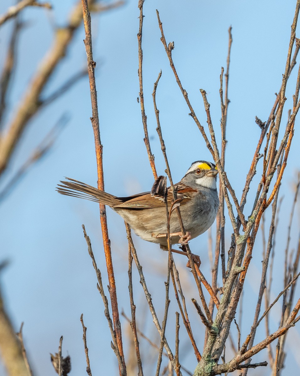 White-throated Sparrow - Suzy Deese