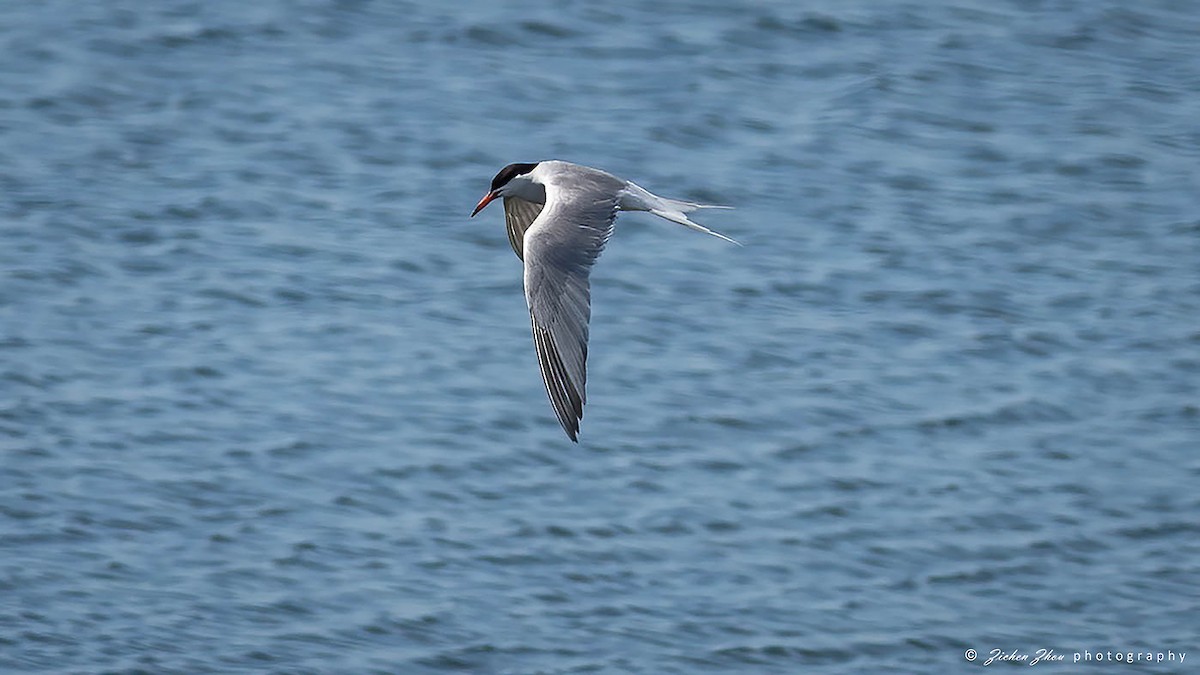 Common Tern - ML618122494