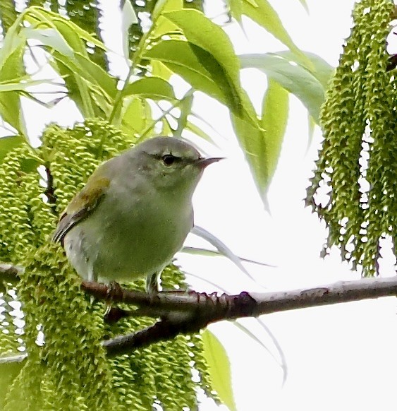 Tennessee Warbler - Lois  Wood