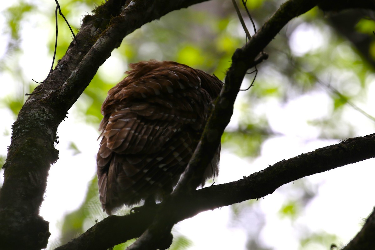 Barred Owl - ML618122513